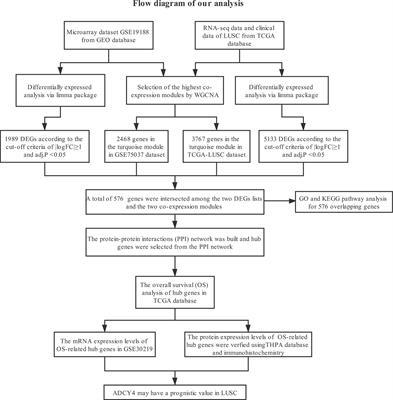 Low Expression of ADCY4 Predicts Worse Survival of Lung Squamous Cell Carcinoma Based on Integrated Analysis and Immunohistochemical Verification